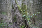 Bunny Old Wood