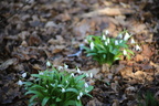 Snow Drops and Croci