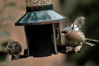 Chaffinch